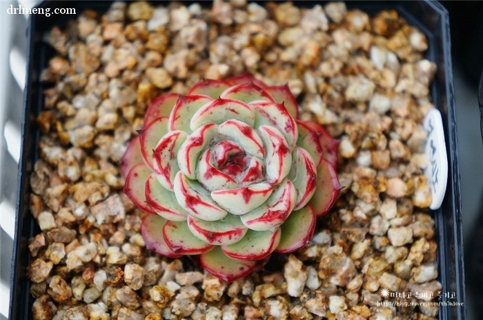 恩西诺 Echeveria sp El Encino