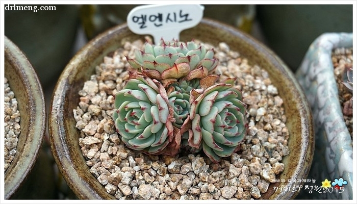 恩西诺 Echeveria sp El Encino