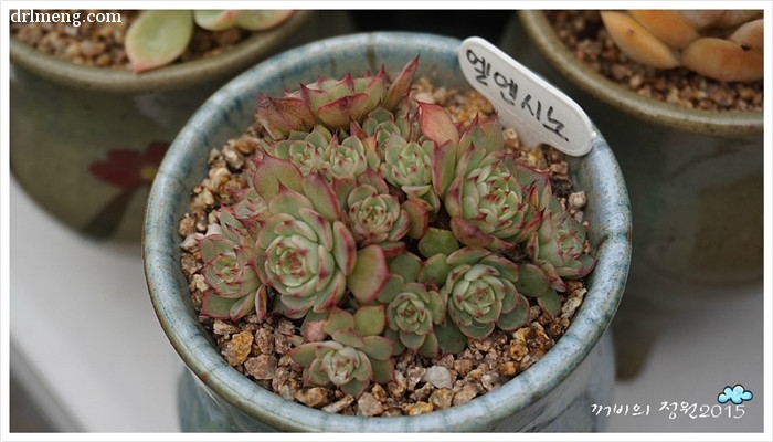 恩西诺 Echeveria sp El Encino