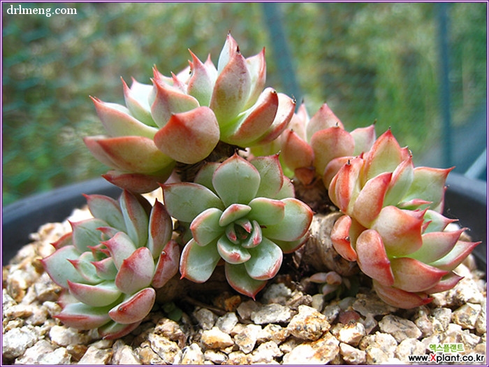 恩西诺 Echeveria sp El Encino