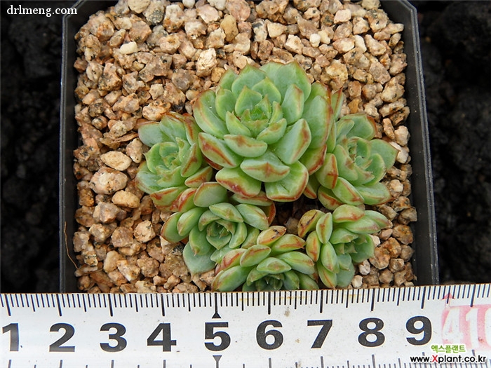 恩西诺 Echeveria sp El Encino