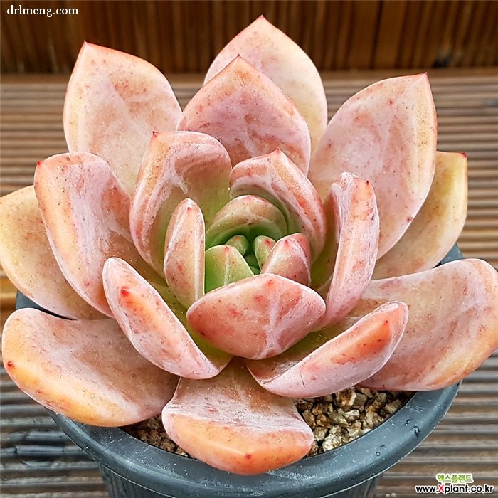 粉香槟 Echeveria Pink Champagne