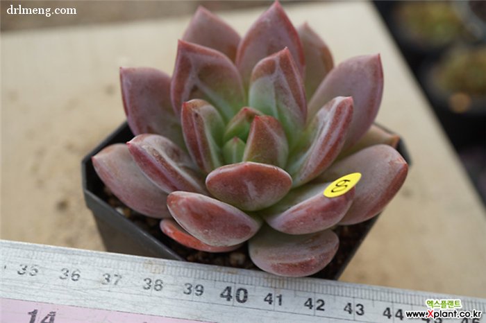 粉香槟 Echeveria Pink Champagne