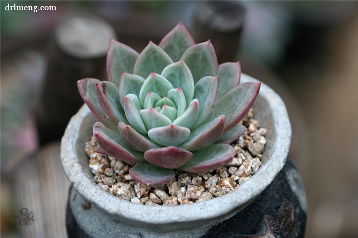 粉香槟 Echeveria Pink Champagne