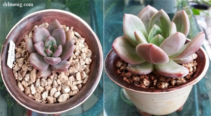 粉香槟 Echeveria Pink Champagne