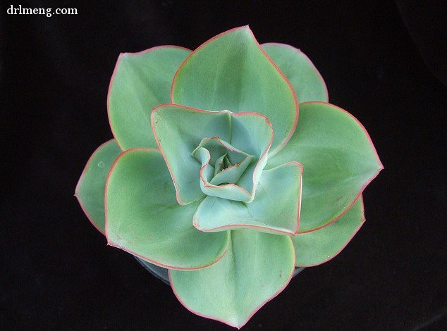 钢叶莲echeveria Subrigida 多肉联萌