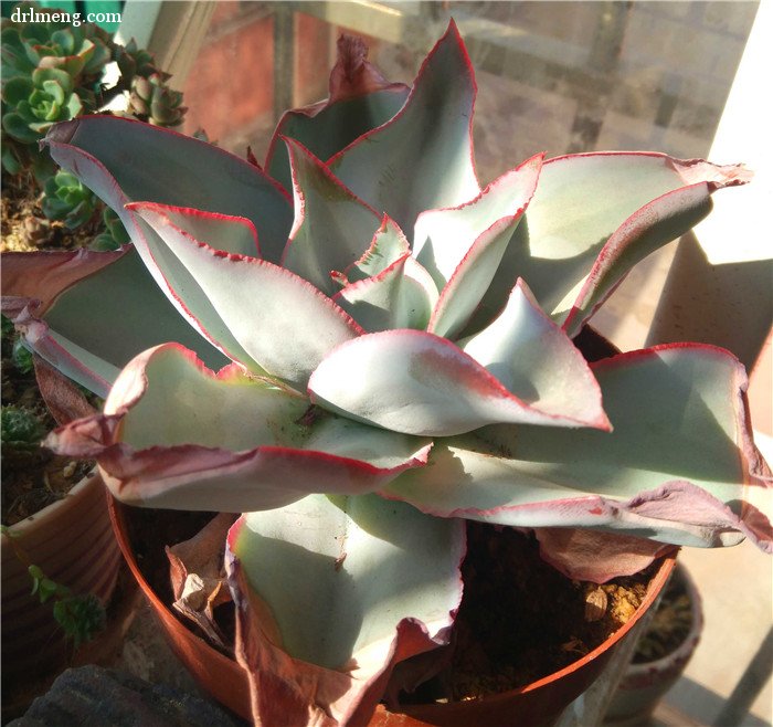 钢叶莲 Echeveria subrigida 