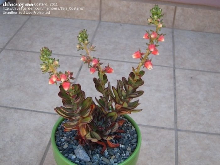 红司开花