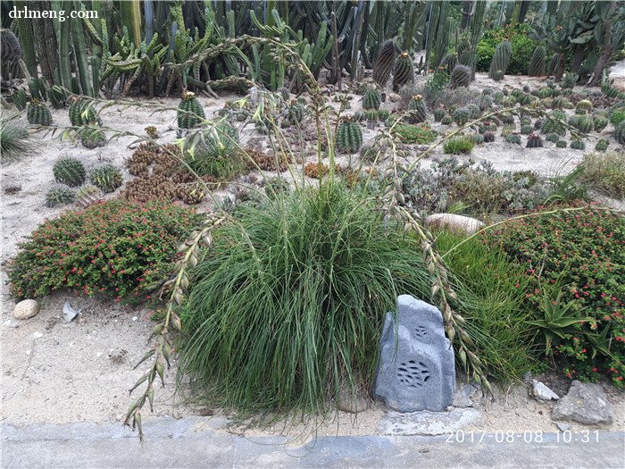 万石植物园地栽的多肉植物