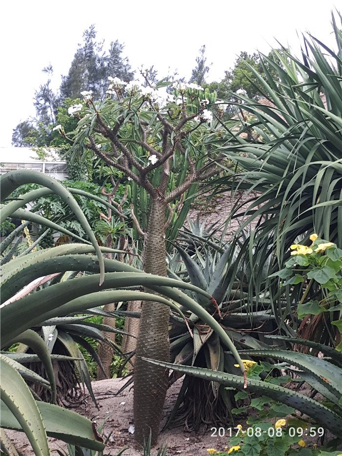 万石植物园地栽的多肉植物