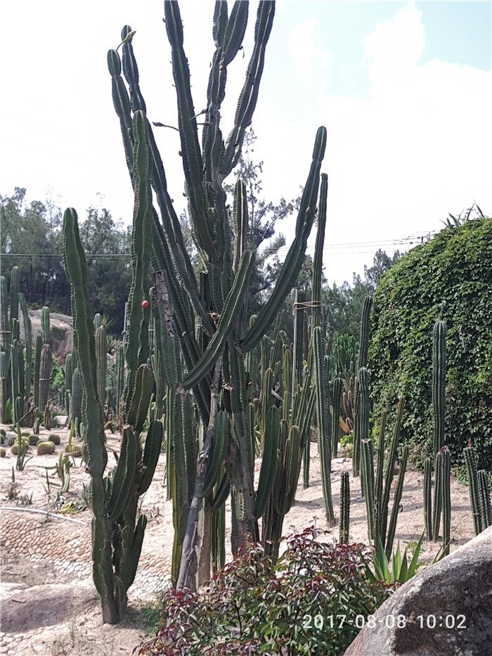 万石植物园地栽的多肉植物