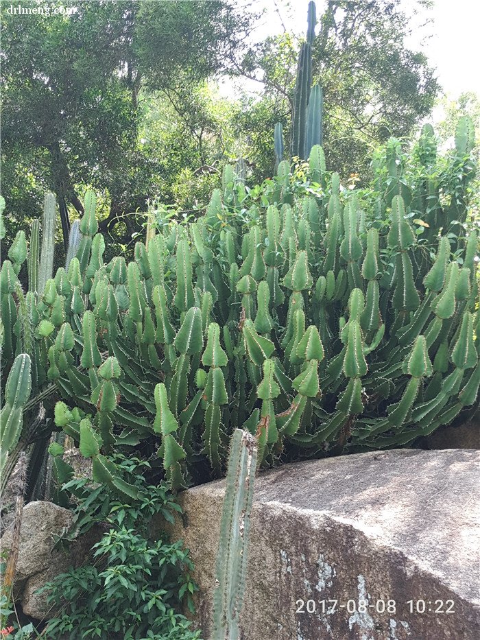 万石植物园地栽的多肉植物