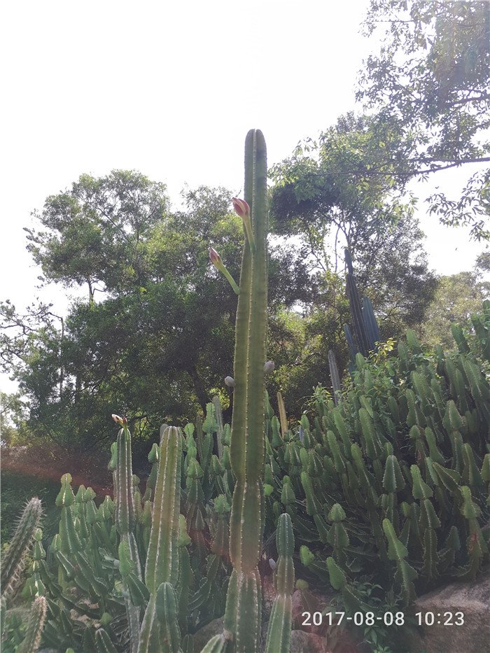 万石植物园地栽的多肉植物