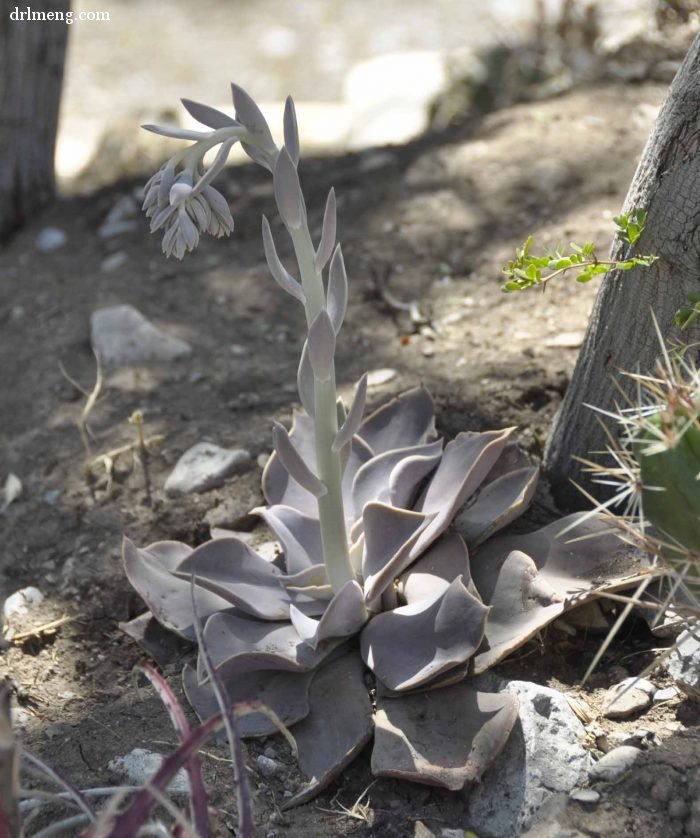 剑司 Echeveria strictiflora 