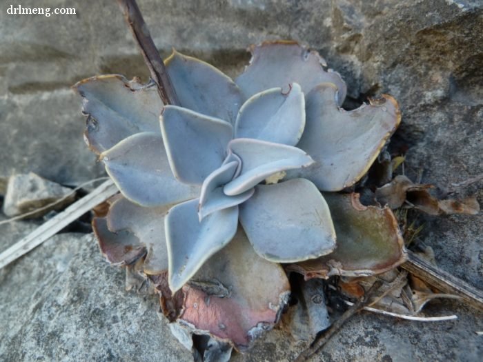 剑司 Echeveria strictiflora 