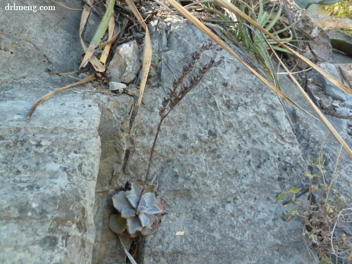 剑司 Echeveria strictiflora 