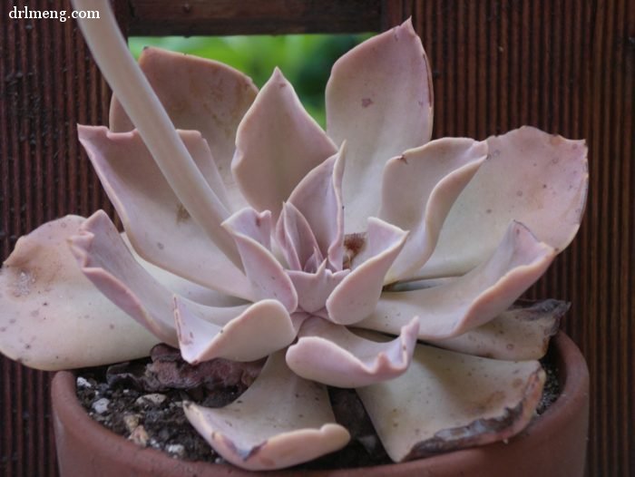 剑司 Echeveria strictiflora 