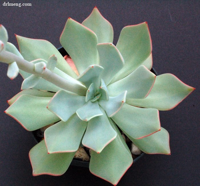 剑司 Echeveria strictiflora 