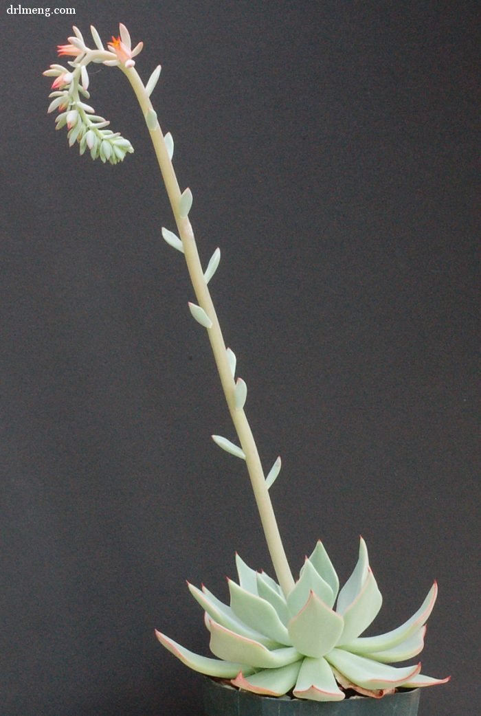 剑司 Echeveria strictiflora 花