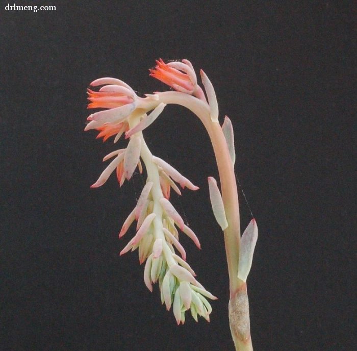 剑司 Echeveria strictiflora 花