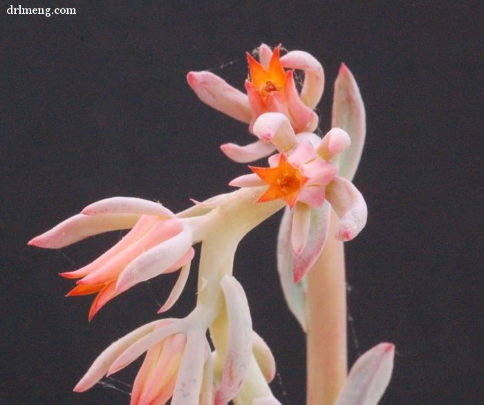 剑司 Echeveria strictiflora 