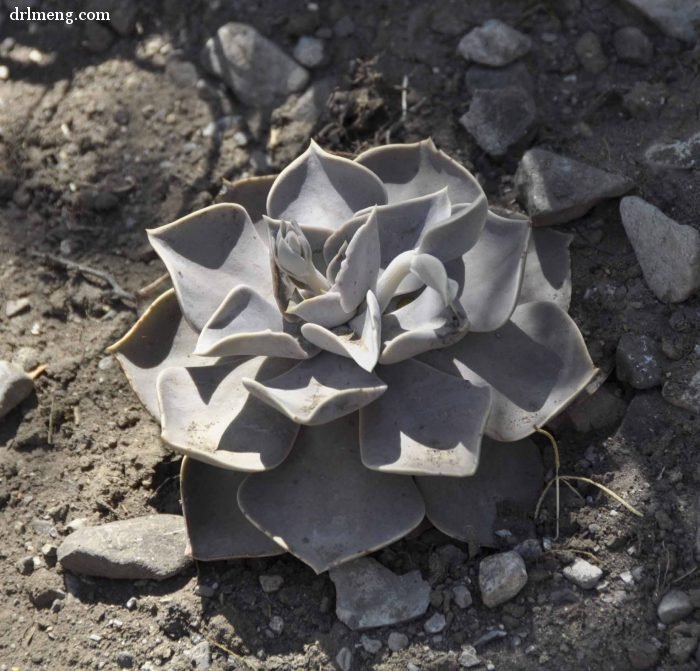 剑司 Echeveria strictiflora 