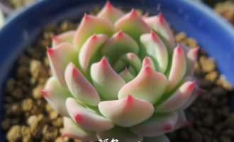 吉玛利亚、ak玛利亚