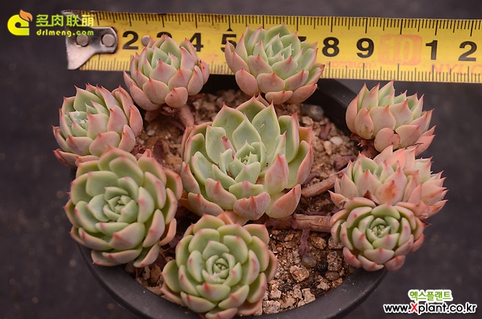 金币 Echeveria 'Gold Coin'（