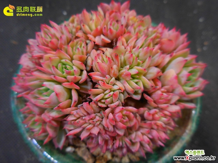 金币 Echeveria 'Gold Coin'（