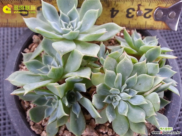 金币 Echeveria 'Gold Coin'（