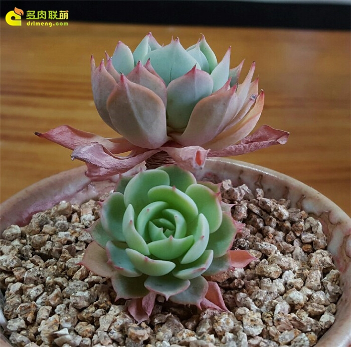 金币 Echeveria 'Gold Coin'（