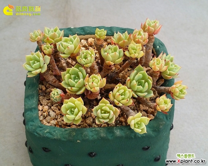 金币 Echeveria 'Gold Coin'（