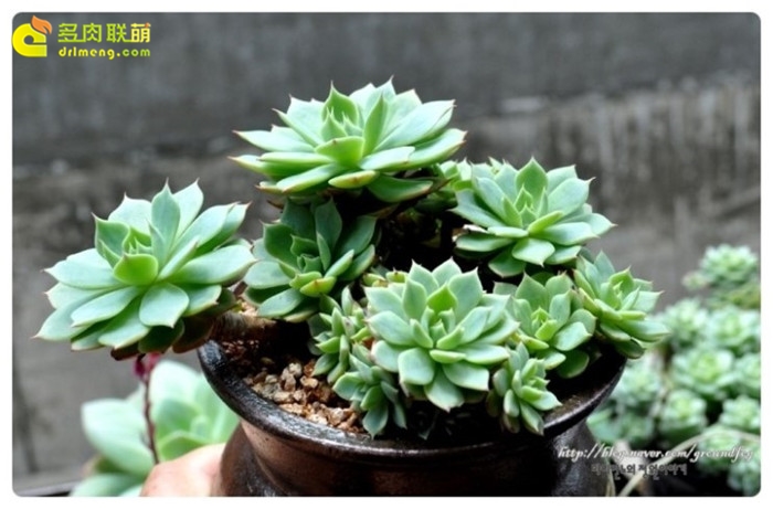 金币 Echeveria 'Gold Coin'