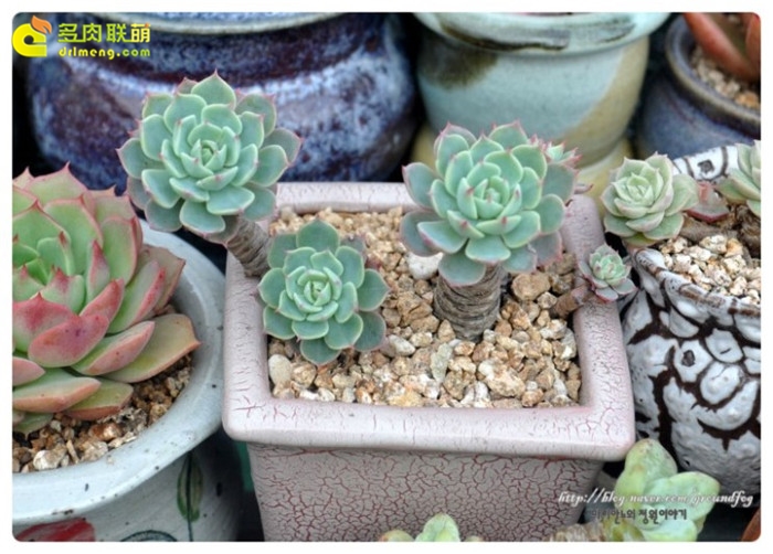 金币 Echeveria 'Gold Coin'