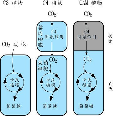 不同植物类型之光合作用路径比较