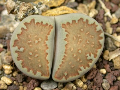 Lithops villetii ssp. kennedyi C123