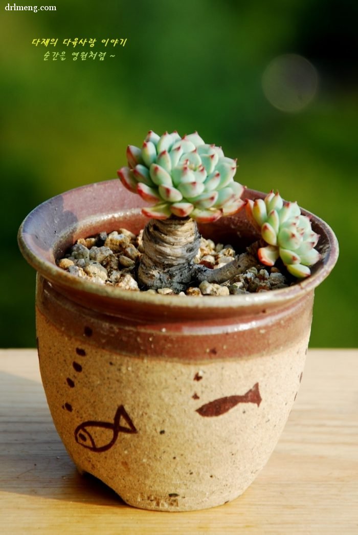 蓝姬莲 Echeveria blue minima