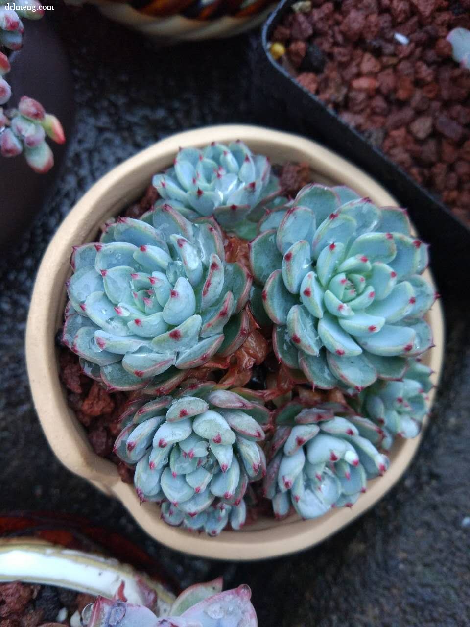 蓝姬莲 Echeveria blue minima