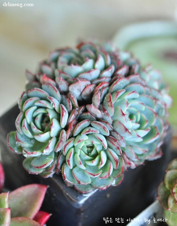 劳埃德 Echeveria minima hyb 'Roid'