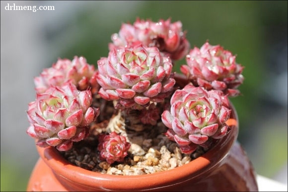 粉色系多肉植物劳埃德 Echeveria minima hyb 'Roid'