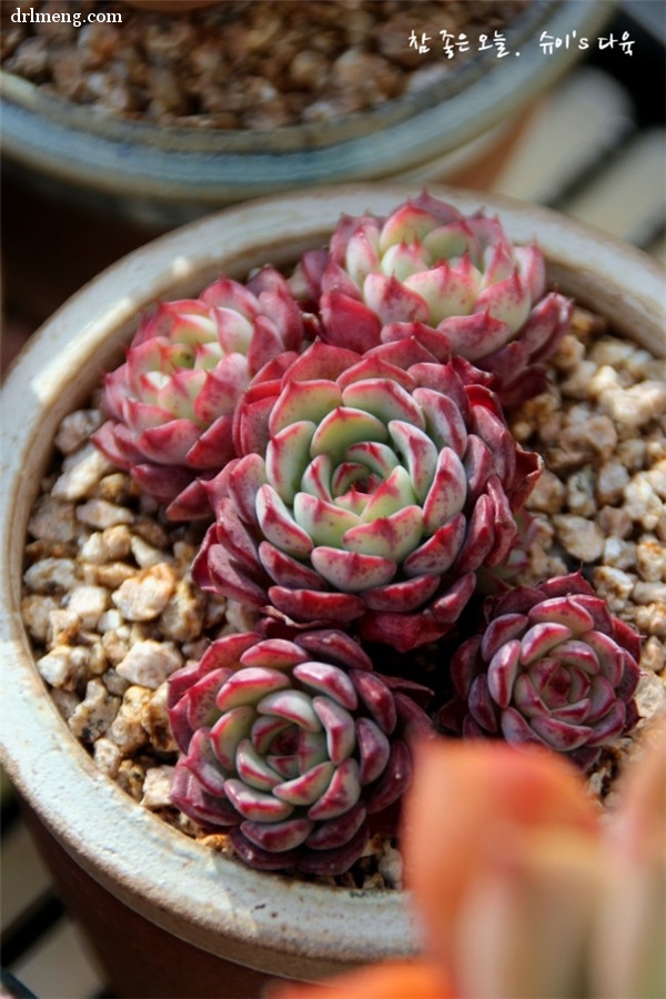 劳埃德 Echeveria minima hyb 'Roid'