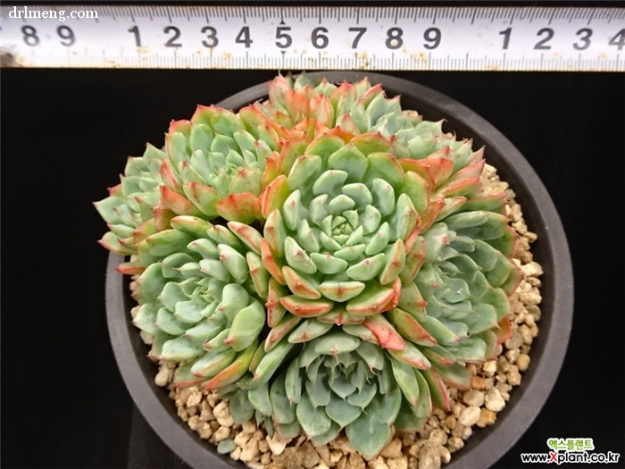 劳埃德 Echeveria minima hyb 'Roid'