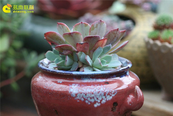 劳伦斯 Echeveria Anrensy