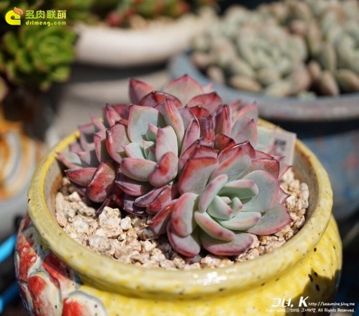 劳伦斯 Echeveria Anrensy