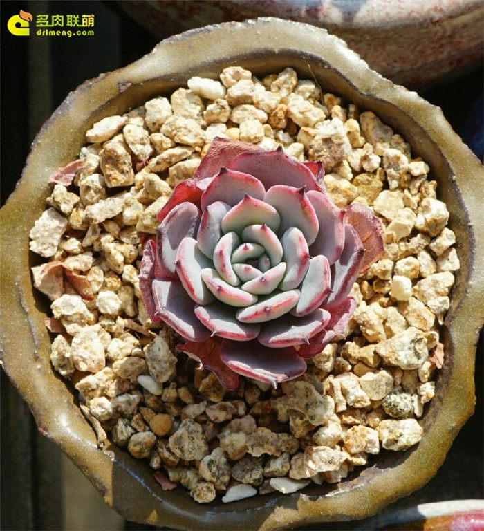 劳伦斯 Echeveria Anrensy