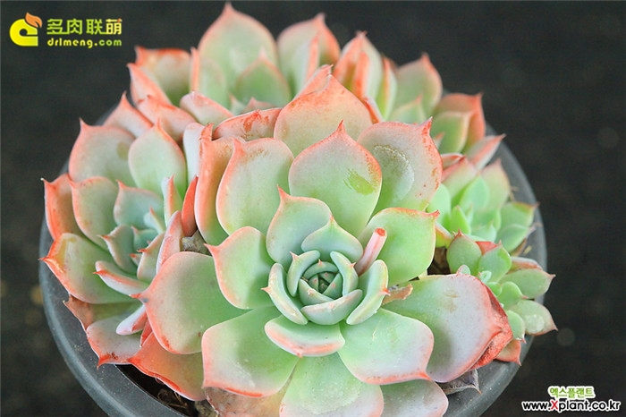 劳伦斯 Echeveria Anrensy