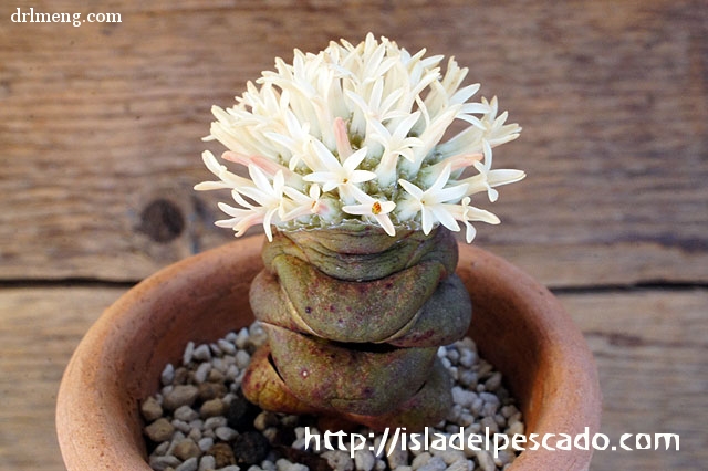 丽人 Crassula columnaris