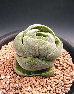 丽人 Crassula columnaris