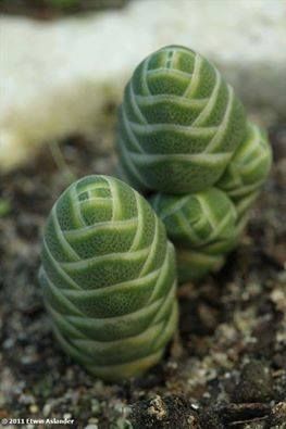 丽人 Crassula columnaris