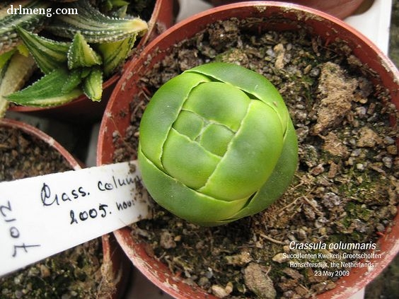 丽人 Crassula columnaris